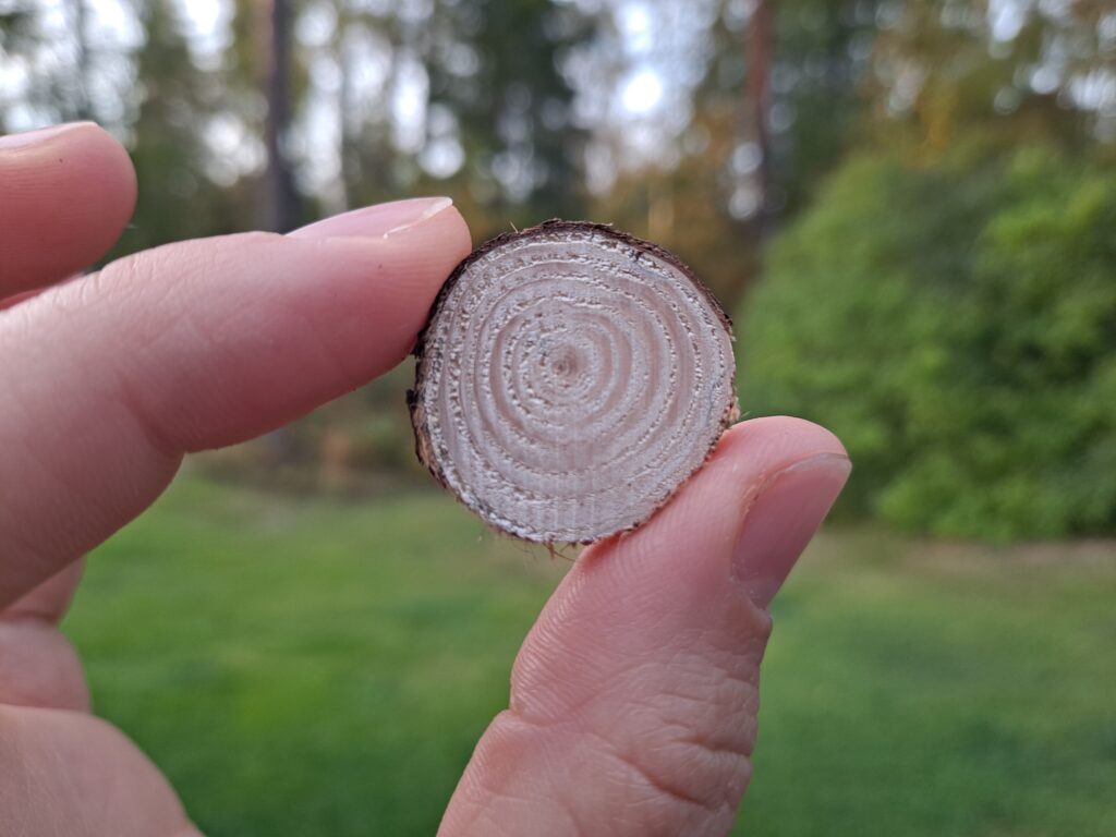 katajasta leikattu kiekko